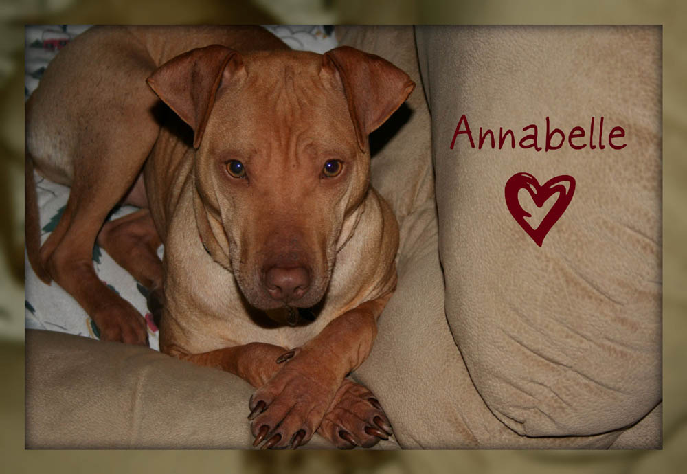 Anna Belle, Shar Pei, Lab Mix