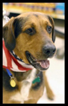 Cory, the Shepherd, Hound Mix