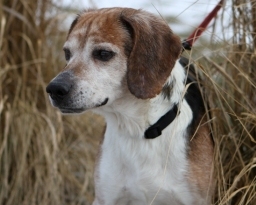 Joey, the Beagle